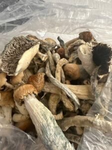 kjøp psilocybin sopp på nett i Norge 