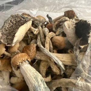 kjøp psilocybin sopp på nett i Norge